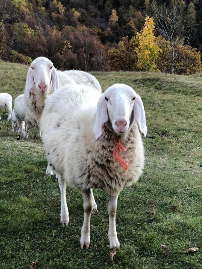 Rifugio Uschione Vendégház Chiavenna Kültér fotó